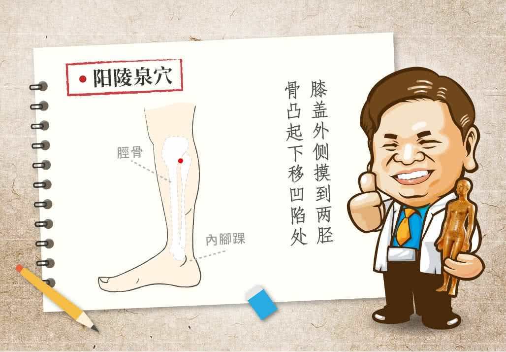 阳陵泉穴